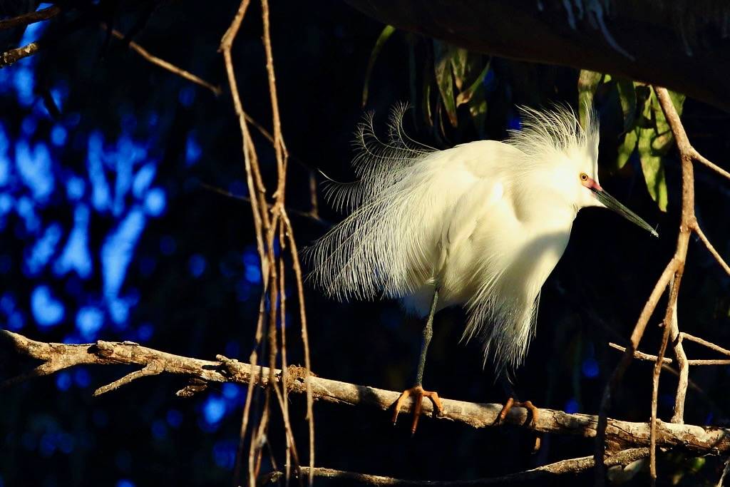 Snowy Egret Plumes by Don McCullough is licensed under CC BY-NC 2.0.